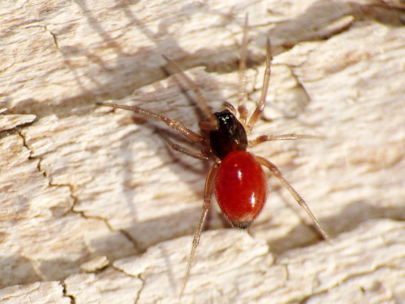 Ostearius melanopygius - Torrimpietra (RM)